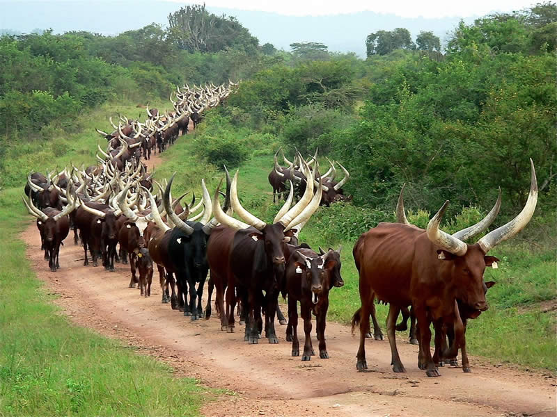 vizesiz gidilen Afrika ülkeleri