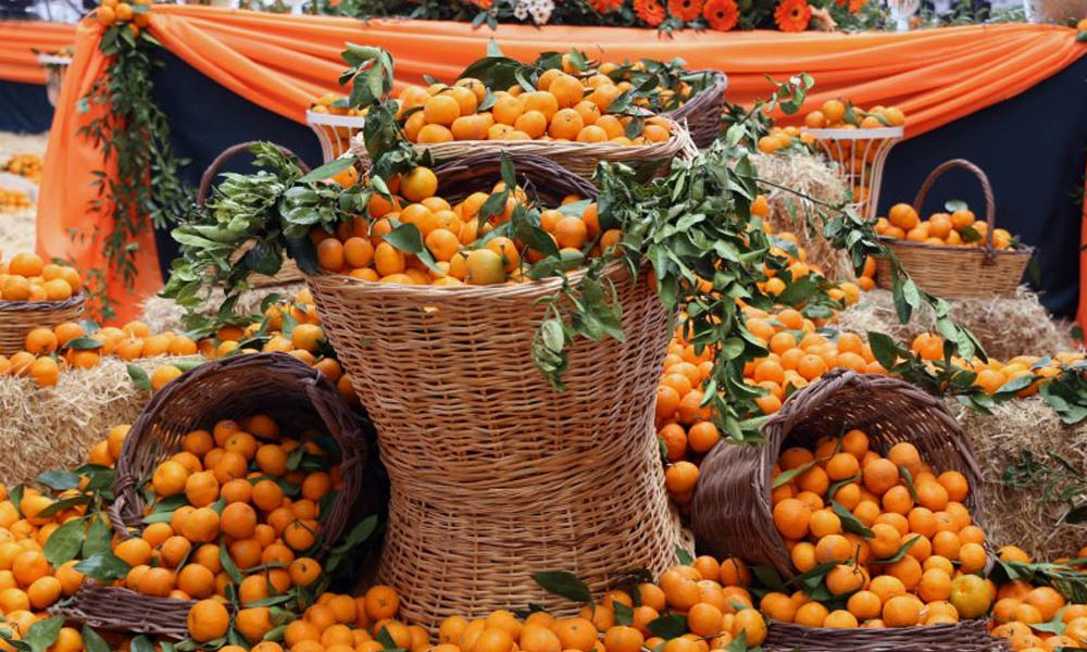 seferihisar mandalina festivali