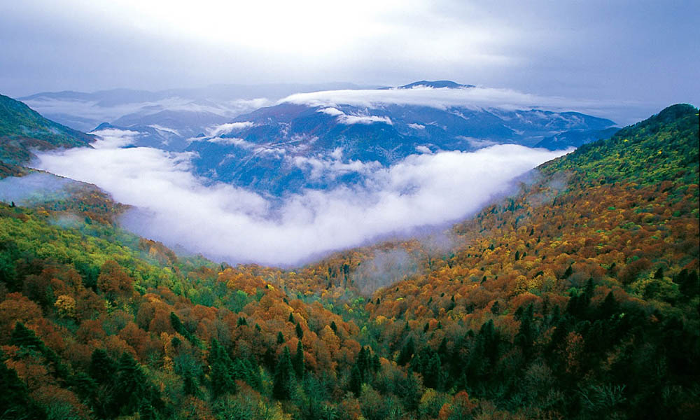 karabük yenice ormanları