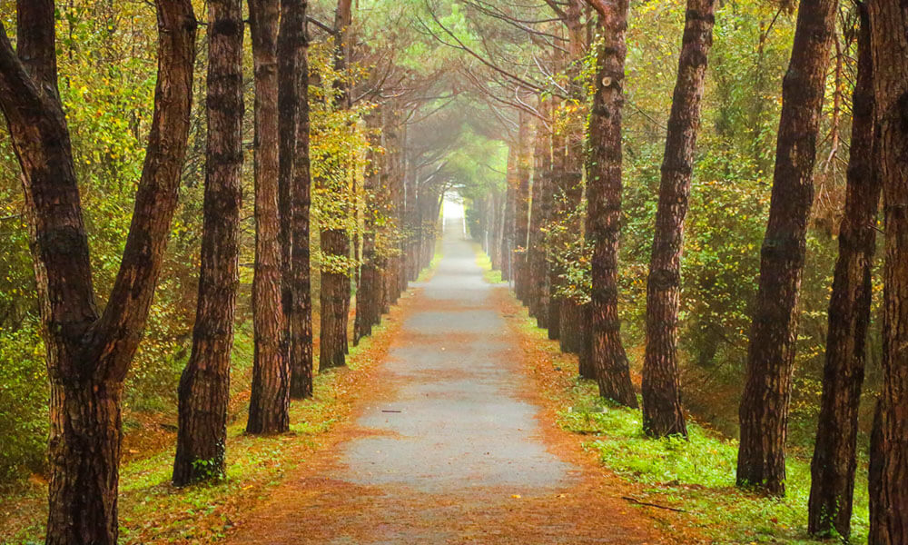 atatürk arboretumu