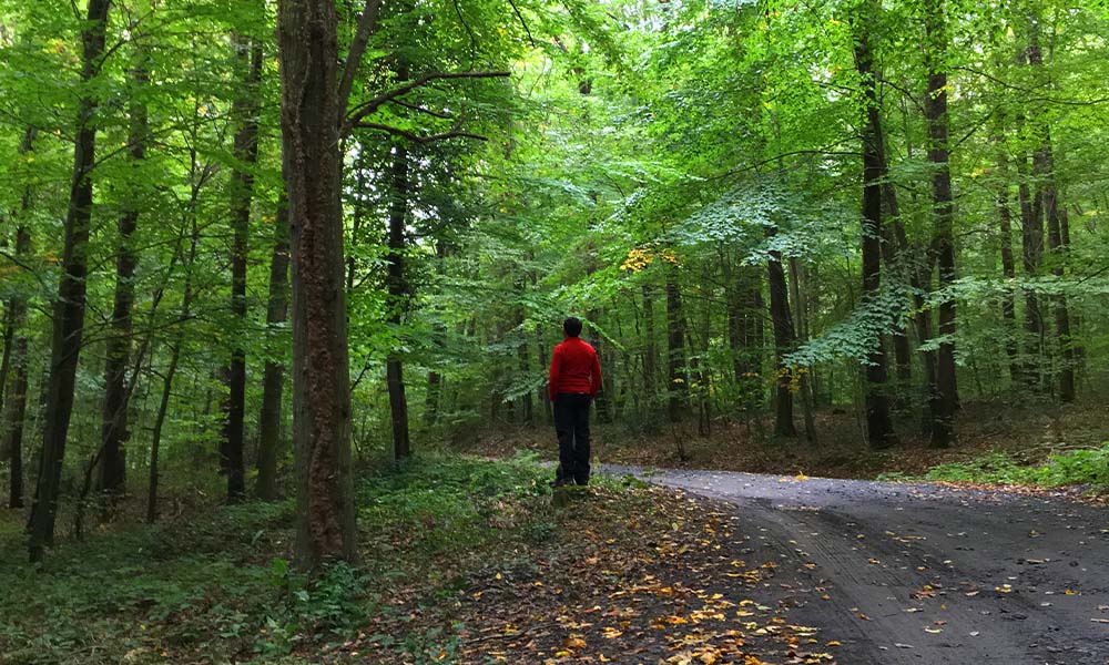 belgrad ormanı